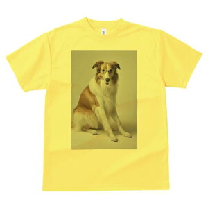 R[ TVc  j[NfUCfB[X t@  t vg lJWA 킢 lԗp Mtg I ҏ΍ Kl R[