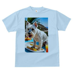 EGXgnChzCgeA TVc  j[NfUCY LbY t@  t vg lJWA 킢 lԗp Mtg I ҏ΍ V̖ EGXg