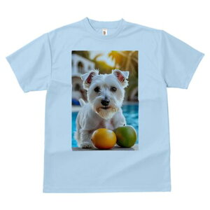 EGXgnChzCgeA TVc  j[NfUCfB[X t@  t vg lJWA 킢 lԗp Mtg I ҏ΍ IW EGXgnC