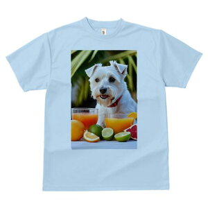 EGXgnChzCgeA TVc  j[NfUCfB[X t@  t vg lJWA 킢 lԗp Mtg I ҏ΍ W[X EGXgnC