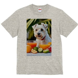 EGXgnChzCgeA TVc  j[NfUCY LbY t@  t vg lJWA 킢 lԗp Mtg I ҏ΍ W[X EGXg