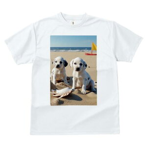 _VA TVc  j[NfUCfB[X t@  t vg lJWA 킢 lԗp Mtg I ҏ΍ r[` _VA C  Lk