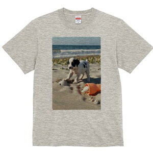 _VA TVc  j[NfUCfB[X t@  t vg lJWA 킢 lԗp Mtg I ҏ΍ r[` _VA C  