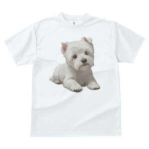 EGXgnChzCgeA TVc  j[NfUCfB[X t@  t vg lJWA 킢 lԗp Mtg I ҏ΍ EGXgnChz