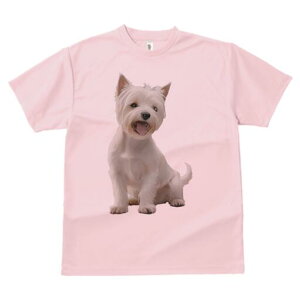 EGXgnChzCgeA TVc  j[NfUCfB[X t@  t vg lJWA 킢 lԗp Mtg I ҏ΍ EGXgnChz