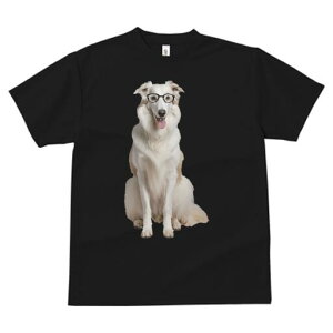 {]C TVc  j[NfUCfB[X t@  t vg lJWA 킢 lԗp Mtg I ҏ΍ Kl {]C