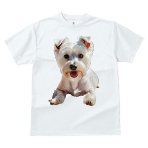 EGXgnChzCgeA TVc  j[NfUCfB[X t@  t vg lJWA 킢 lԗp Mtg I ҏ΍  EGXgnCh