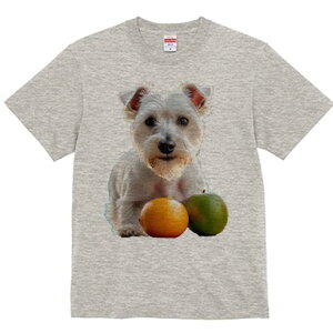 EGXgnChzCgeA TVc  j[NfUCfB[X t@  t vg lJWA 킢 lԗp Mtg I ҏ΍ IW EGXgnC