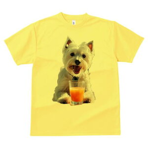 EGXgnChzCgeA TVc  j[NfUCY LbY t@  t vg lJWA 킢 lԗp Mtg I ҏ΍ W[X EGXg