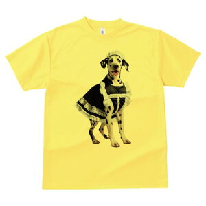 _VA TVc  j[NfUCfB[X t@  t vg lJWA 킢 lԗp Mtg I ҏ΍ Ch _VA RX`[