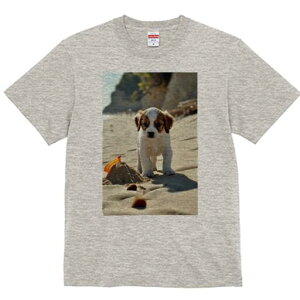 LoA TVc  j[NfUCfB[X t@  t vg lJWA 킢 lԗp Mtg I ҏ΍ r[` LoA C  V