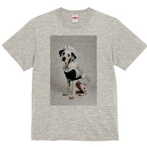 _VA TVc  j[NfUCfB[X t@  t vg lJWA 킢 lԗp Mtg I ҏ΍ Ch _VA t