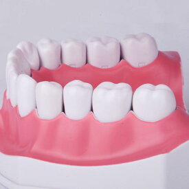 模型 口腔 歯形 歯列 モデル 歯医者 研究 教材 学習 用 歯磨き 指導 練習 デモンストレーション 疾患展示 説明しやすい 教育 ディスプレイ 大きいサイズ