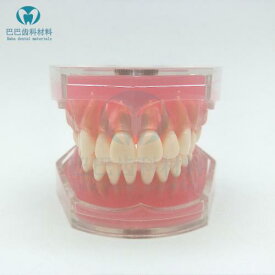 模型 口腔 歯形 歯列 モデル 歯医者 研究 教材 学習 用 歯磨き 指導 練習 デモンストレーション 疾患展示 説明しやすい 教育 ディスプレイ