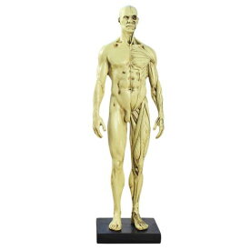 人体模型 デッサン人形 構造 筋肉 骨格 30cm 29cm 16cm 15cm アート モデル 絵画 彫刻 教育 スタンド付き リアル 樹脂 男性 女性 白 グレー 黄