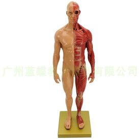 人体模型 デッサン人形 構造 筋肉 骨格 30cm 29cm アート モデル 絵画 彫刻 教育 スタンド付き リアル 樹脂 男性 女性 白 グレー 黄