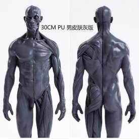 人体模型 デッサン人形 構造 筋肉 骨格 30cm アート モデル 絵画 彫刻 教育 スタンド付き リアル PU 男性 女性 白