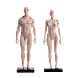 人体模型 デッサン人形 男性 女性 セット 構造 筋肉 骨格 30cm 29cm アート モデル 絵画 彫刻 教育 スタンド付き リアル PU 白