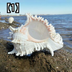 貝殻 インテリア パーツ 超大型 ほら貝 ディスプレイ 海音聞くことができる プレゼント 標本 コレクション 雑貨 店舗装飾 旅行