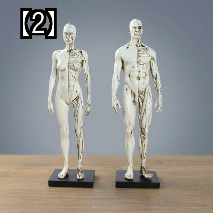 楽天市場】人体模型 デッサン人形 構造 筋肉 骨格 30cm 29cm 16cm 15cm 