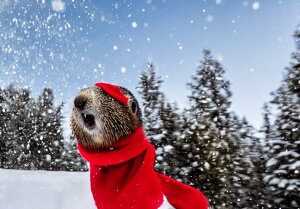 JE\ ~  XJ[t  NX}X ^yXg[ }[bg ObY 唻 z Ǐ  Ǌ| CeA R 傫 Bewi `   x[W