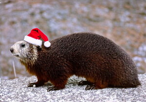 OEhzbO T^Xq ~ NX}X  ^yXg[ }[bg ObY 唻 z Ǐ  Ǌ| CeA R 傫 Bewi ` O[  