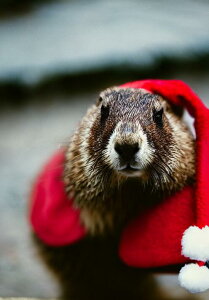 }[bg NX}X Xq ~  ^yXg[ ObY 唻 z Ǐ  Ǌ| CeA R 傫 Bewi `   x[W