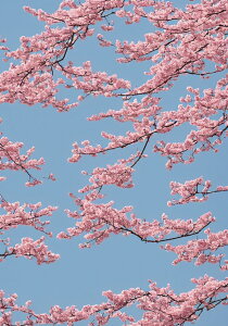  Ԍ t { i ^yXg[ a G A R 唻 z Ǐ  Ǌ| CeA 傫 Bewi `  ґz sN 