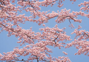  Ԍ t sN  ^yXg[ a G A R 唻 z Ǐ  Ǌ| CeA 傫 Bewi `  ґz 