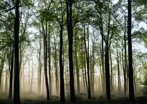 �X�� �� �ؘR��� ���R ���i �T�C�P�f���b�N �^�y�X�g���[ �C���e���A �J���t�� ��^ �唻 �z�� �Ǐ��� ���� �Ǌ|�� �傫�� �B�e�w�i �����` ���� �� �� ��