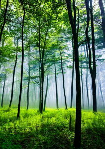 �X�� �� �� ���R ���i �T�C�P�f���b�N �^�y�X�g���[ �C���e���A �J���t�� ��^ �唻 �z�� �Ǐ��� ���� �Ǌ|�� �傫�� �B�e�w�i �����` ���� ��