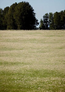 ���� �� ���R ���i �� �^�y�X�g���[ �k�� �c�� �唻 �C���e���A ��^ �z�� �Ǐ��� ���� �Ǌ|�� �傫�� �B�e�w�i �����` ���� �� �� �x�[�W��