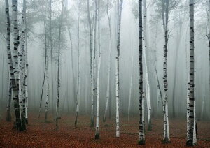 ���� �� �X �H ���i �^�y�X�g���[ �C���e���A �k�� �؍� ���� �唻 ��^ �z�� �Ǐ��� ���� �Ǌ|�� �傫�� �B�e�w�i �����` ���� �� �O���[ �x�[�W��