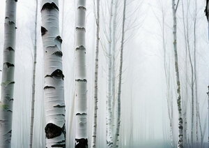 ���� �V���J�o �� �X�� �� �^�y�X�g���[ �C���e���A �k�� �؍� ���� �唻 ��^ �z�� �Ǐ��� ���� �Ǌ|�� �傫�� �B�e�w�i �����` ���� �� �O���[