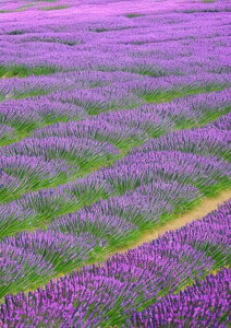 ���x���_�[ �Ԕ� �� ���i ���R �^�y�X�g���[ �G�� �C���e���A �c�� �k�� �唻 ��^ �z�� �Ǐ��� ���� �Ǌ|�� �傫�� �B�e�w�i �����` ���� �� �x�[�W��