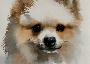 �� �|�����j�A�� ���� �y�b�g ���ʉ� �^�y�X�g���[ ���� �C���e���A �唻 ��^ �z�� �Ǐ��� ���� �Ǌ|�� �傫�� �B�e�w�i ���� �� �x�[�W�� �O���[