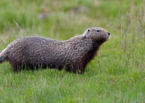 �W���X ���� ���� �M���� ���R �^�y�X�g���[ �k�� �C���e���A �唻 ��^ �z�� �Ǐ��� ���� �Ǌ|�� �傫�� �B�e�w�i ���� �O���[ ���F ��