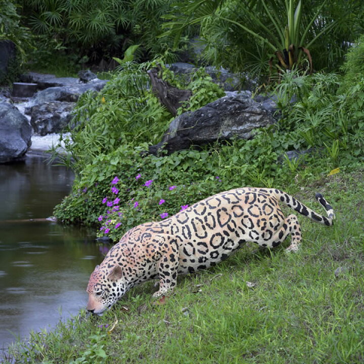 楽天市場 Frpアニマルオブジェ 水辺のジャガー 即納可 置物 動物 豹 ヒョウ 動物園 店舗 カフェ 喫茶店 レストラン 飲食店 インテリア イベント ディスプレイ 実物大 等身大 リアル Whlny 通販ショップcaruna