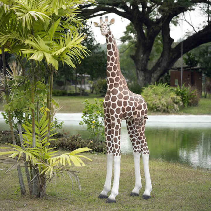 FRPアニマルオブジェ 可愛い子キリン【即納可】置物 動物 麒麟 きりん 動物園 店舗 カフェ 喫茶店 レストラン 飲食店 インテリア  イベント ディスプレイ 実物大 等身大 リアル 等身大フィギュア 【whlny】 FRP造形物オブジェ専門店CARUNA