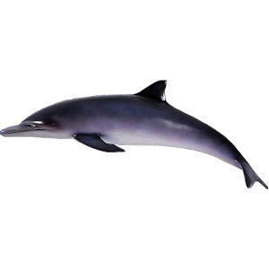 FRPAj}IuWF CJu   C 邩   X JtF iX Xg HX CeA Cxg fBXvC  g A gtBMA ywhlny