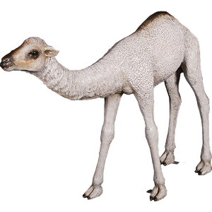 FRPAj}IuWF@ЂƃRuN_̐ԂV@u  pk 炭   X JtF iX Xg HX CeA Cxg fBXvC  g A ywhlnyz