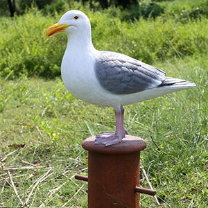 FRPAj}IuWF rbg̏̃Jy[zu     X JtF iX Xg HX CeA Cxg fBXvC  g A ywhlnyz