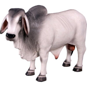 FRPアニマルオブジェ 小型バラモン牛・グレイ置物 動物 ウシ うし 動物園 店舗 カフェ 喫茶店 レストラン 飲食店 インテリア イベント ディスプレイ 実物大 等身大 リアル 【whlny】