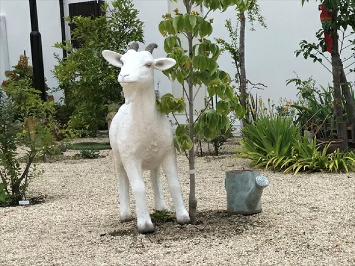 楽天市場】FRPアニマルオブジェ 子やぎの挑戦【即納可】置物 動物 山羊 