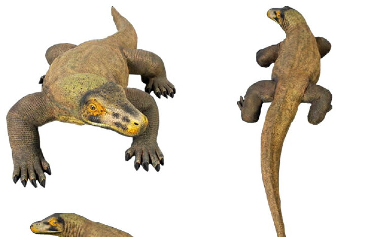 楽天市場 Frpアニマルオブジェ コモドドラゴン 即納可 置物 動物 コモドオオトカゲ 爬虫類 動物園 店舗 カフェ 喫茶店 レストラン 飲食店 インテリア イベント ディスプレイ 実物大 等身大 リアル 等身大フィギュア Whlny 通販ショップcaruna