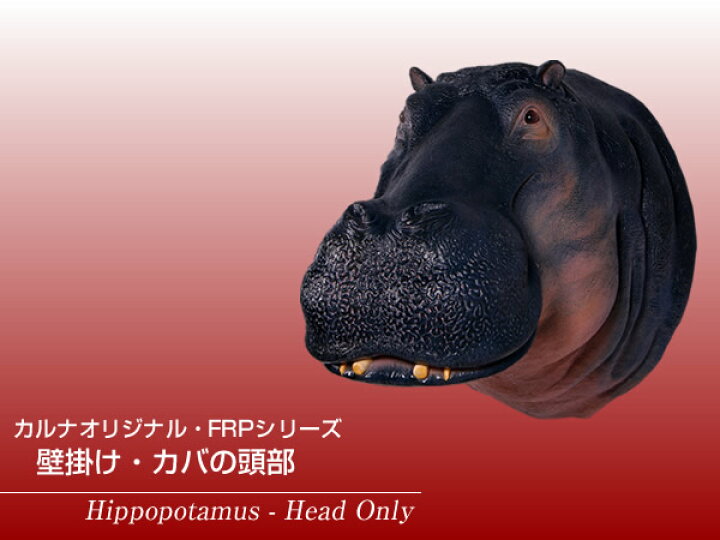 楽天市場 Frpアニマルオブジェ 壁掛け カバの頭部 置物 動物 河馬 かば 剥製 動物園 店舗 カフェ 喫茶店 レストラン 飲食店 インテリア イベント ディスプレイ 実物大 等身大 リアル Whlny 通販ショップcaruna 楽天市場 Frpアニマルオブジェ 壁掛け カバの頭部 置物 動物 河馬 かば 剥製 動物園 店舗 カフェ 喫茶店 レストラン 飲食店 インテリア イベント ディスプレイ 実物大 等身大 リアル Whlny 通販ショップcaruna