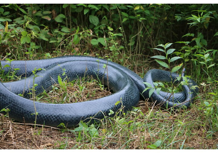 楽天市場 Frpアニマルオブジェ コブラ 置物 動物 爬虫類 蛇 ヘビ へび 毒蛇 動物園 店舗 カフェ 喫茶店 レストラン 飲食店 インテリア イベント ディスプレイ 実物大 等身大 リアル 等身大フィギュア Whlny Frp造形物オブジェ専門店caruna