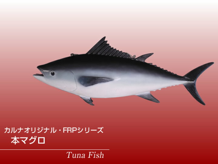 楽天市場】FRPアニマルオブジェ 本マグロ【即納可】置物 動物 魚 鮪 