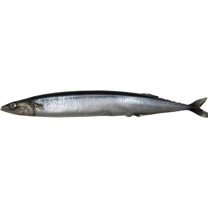 楽天市場】さんま サンマ 秋刀魚 実物大の生魚 食品サンプル 日本製 