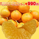 いよかん大箱5kg⇒990円★日本最大級の最安値に挑戦★潮風をたっぷりあびた味濃い旨味畑の!宮内伊予柑・大箱5kg(訳ありの訳あり)いよかん・愛媛産